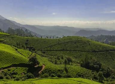 Kerala Tour Package (Cochin-Munnar-Thekkady-Alleppey)