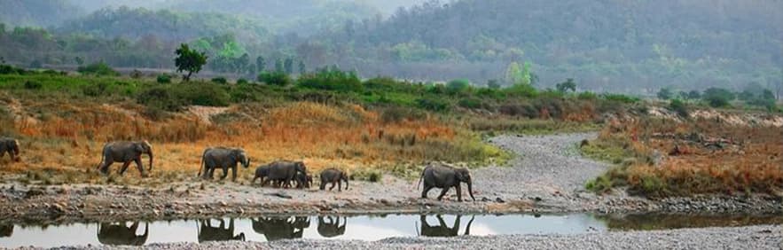 Jim Corbett National Park Tour Package