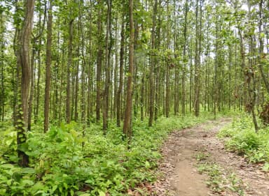 Jim Corbett National Park Tour Package