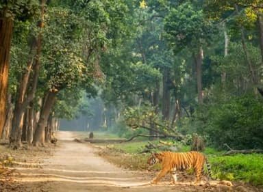 Jim Corbett National Park Tour Package