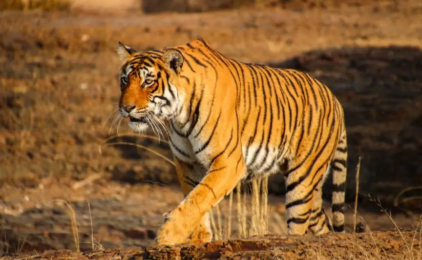 Bharatpur-Sariska Corporate Tour Package