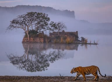 Bharatpur Sariska Ranthambore wildlife Tour Packages
