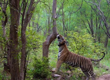 Bharatpur Sariska Ranthambore wildlife Tour Packages